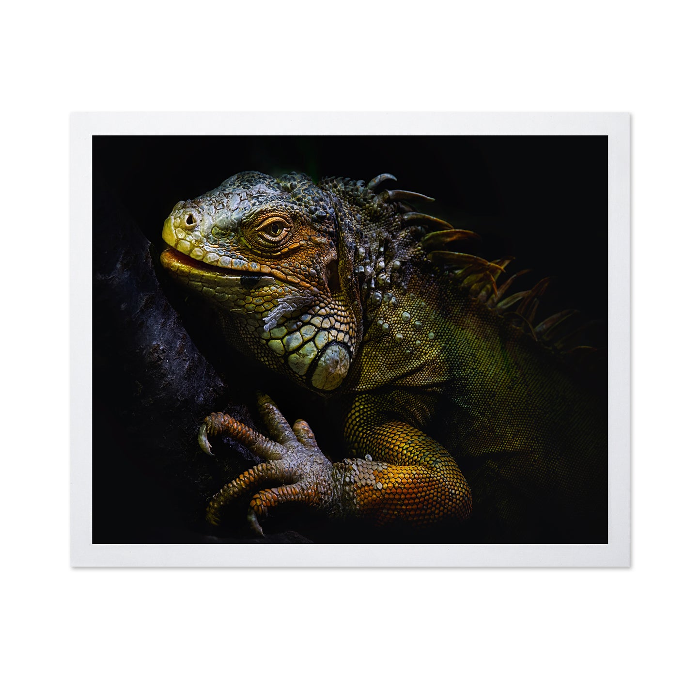 Golden Iguana