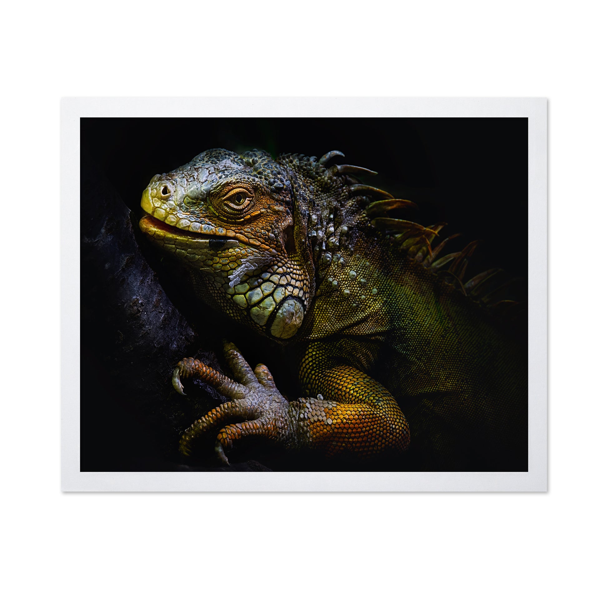Golden Iguana
