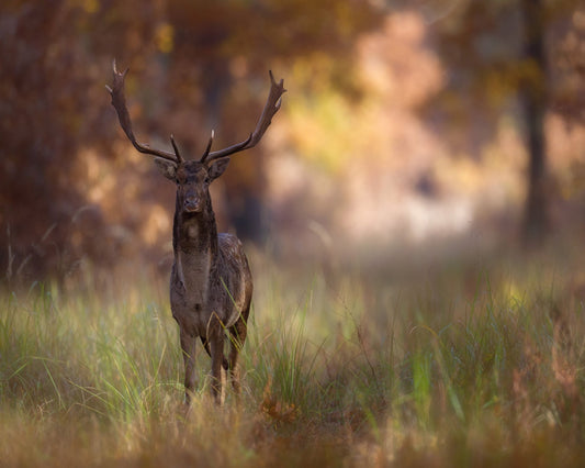 Autumn Deer