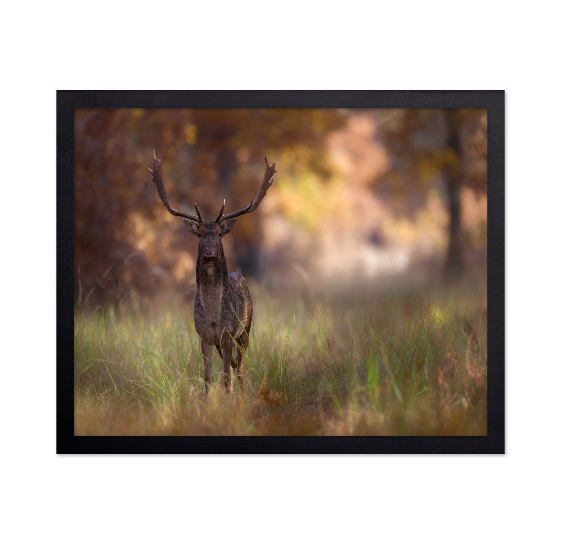 Autumn Deer