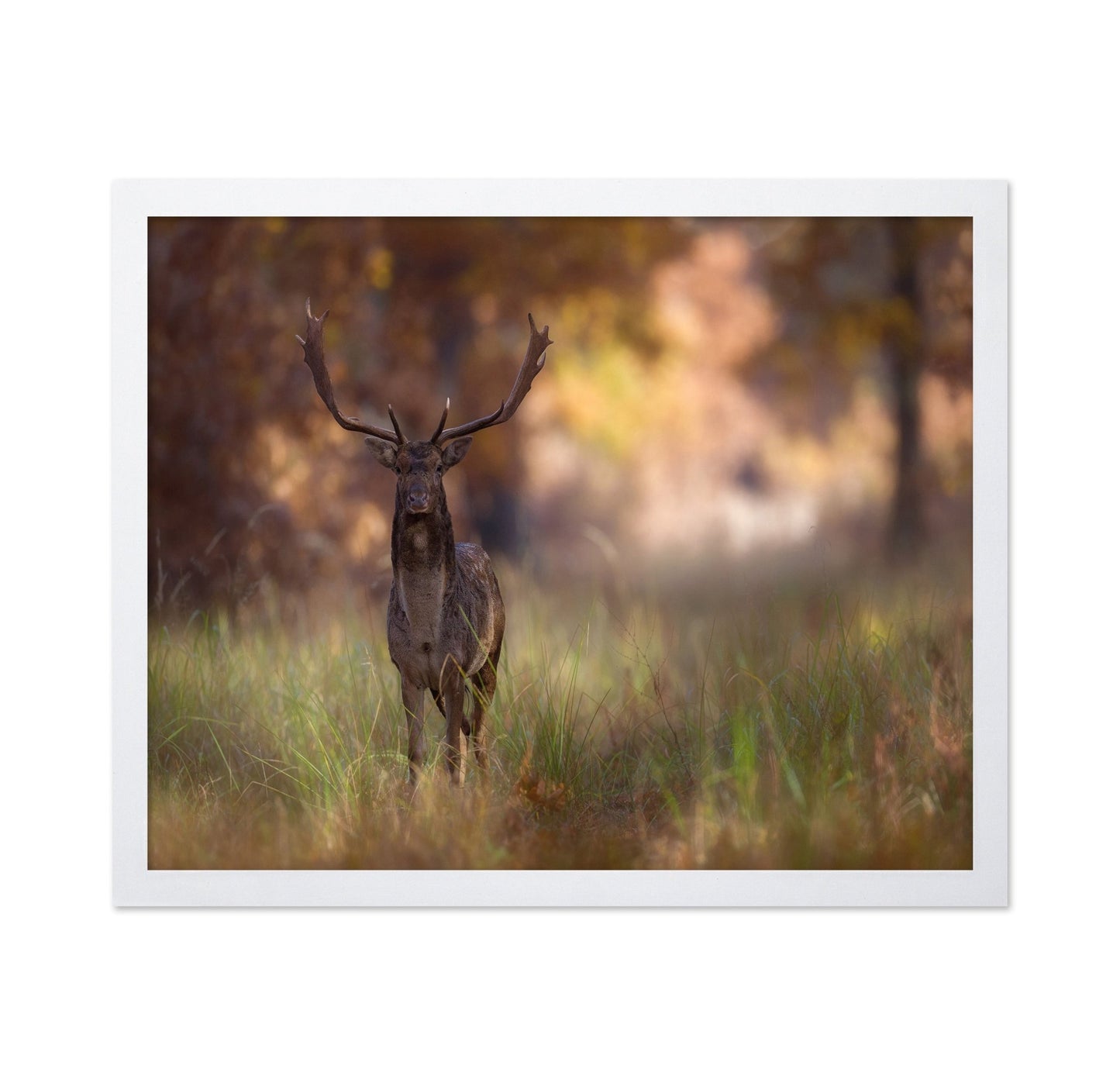 Autumn Deer