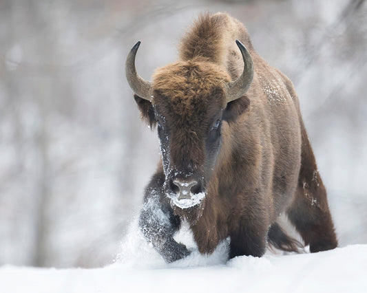 Snow Bison
