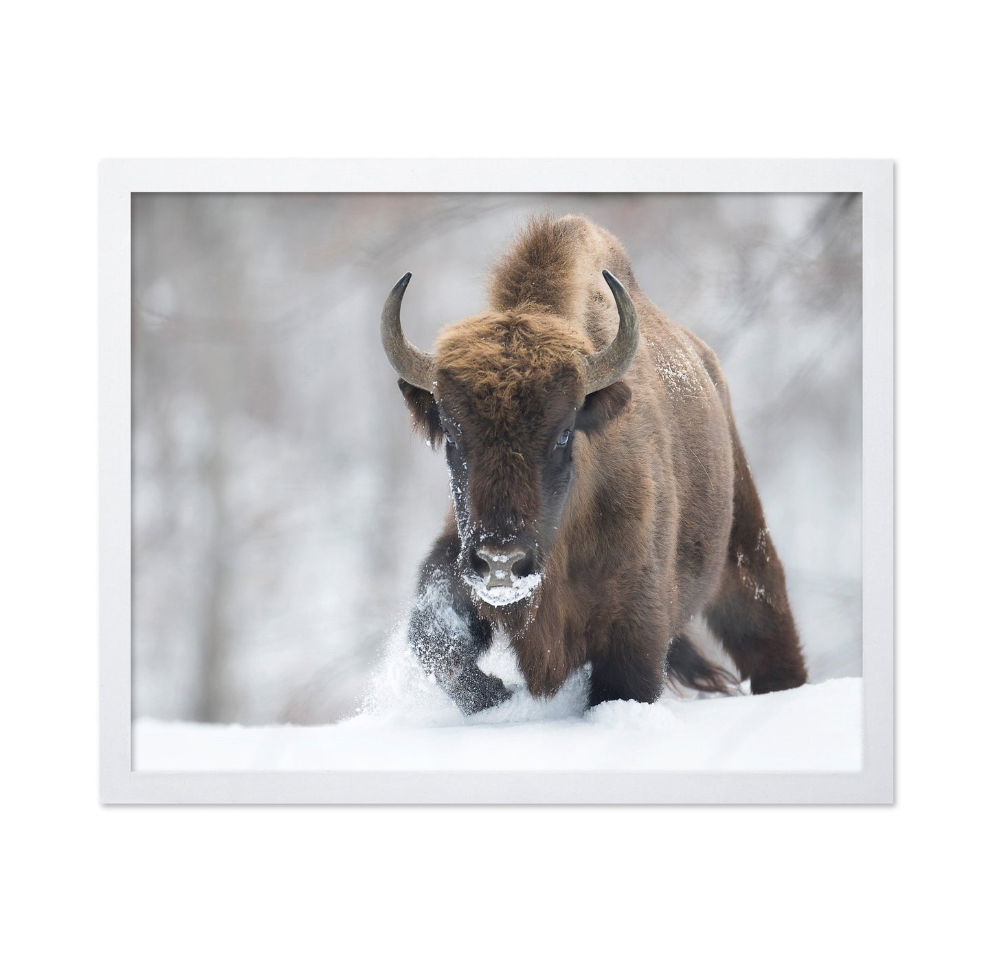 Snow Bison
