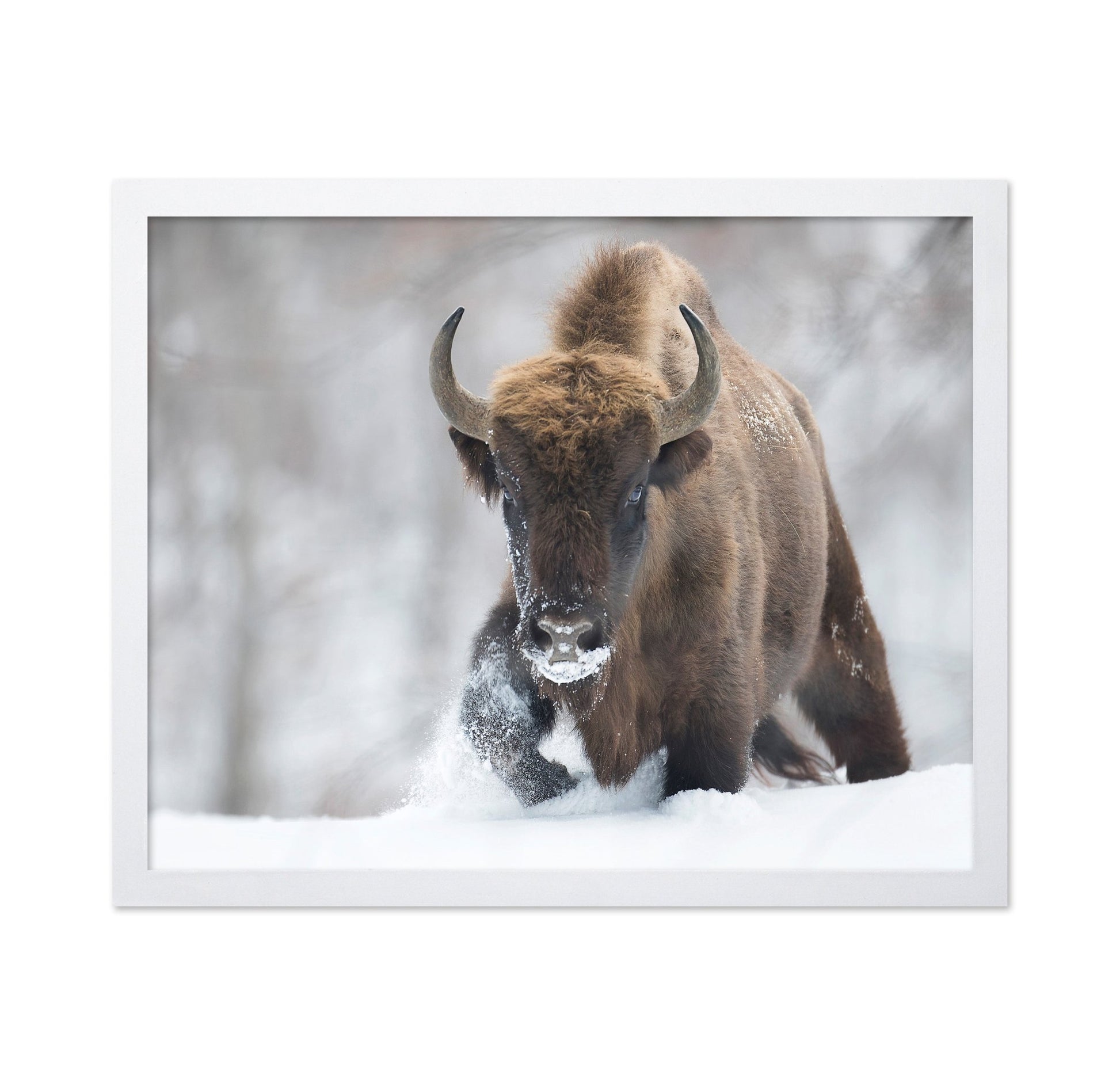 Snow Bison