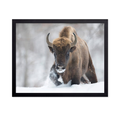 Snow Bison