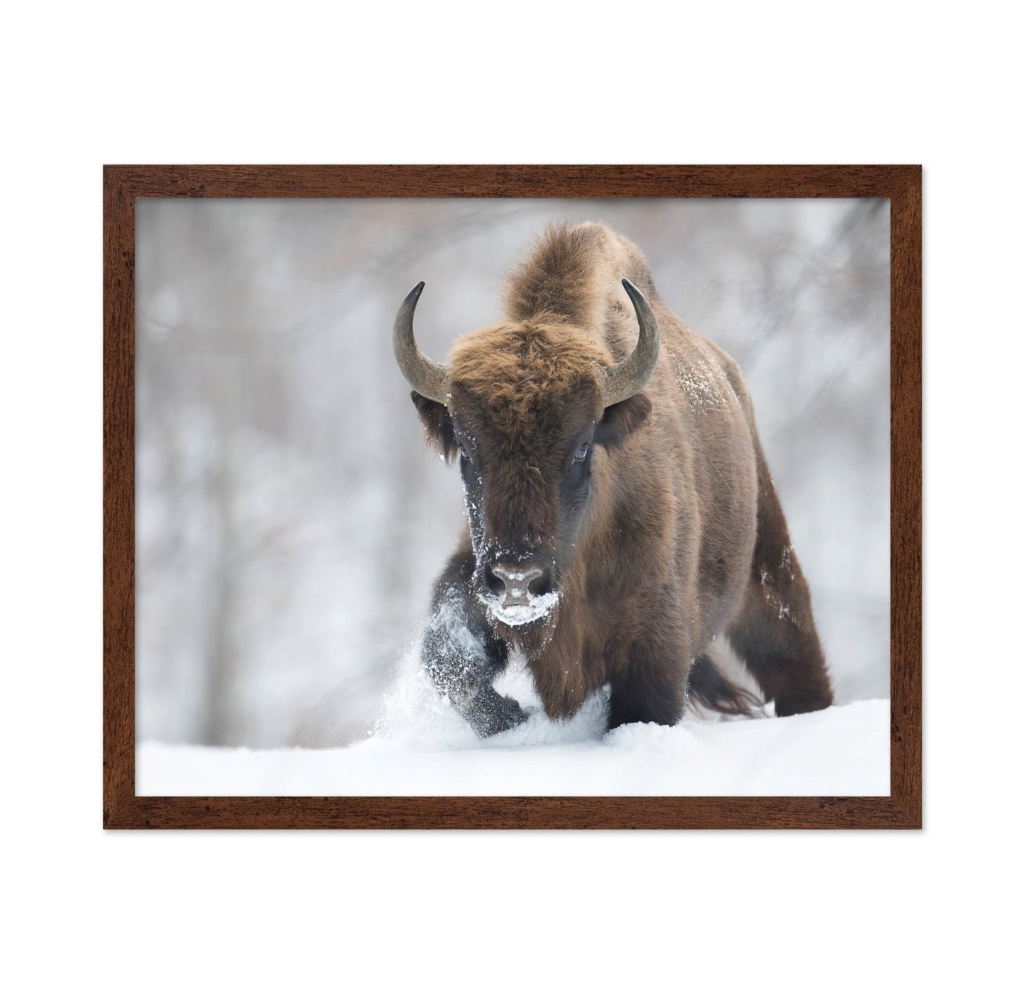 Snow Bison