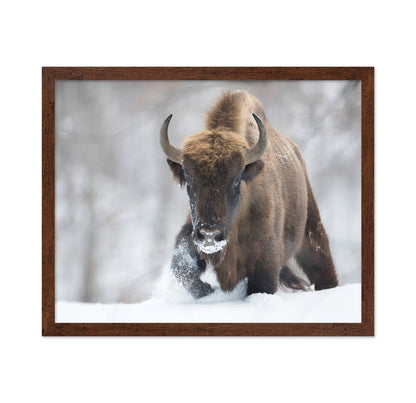 Snow Bison