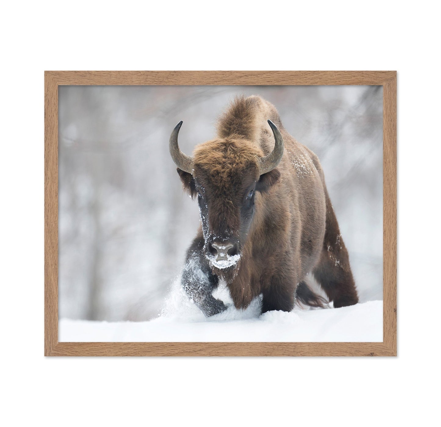 Snow Bison