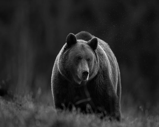 Silent Forest Bear