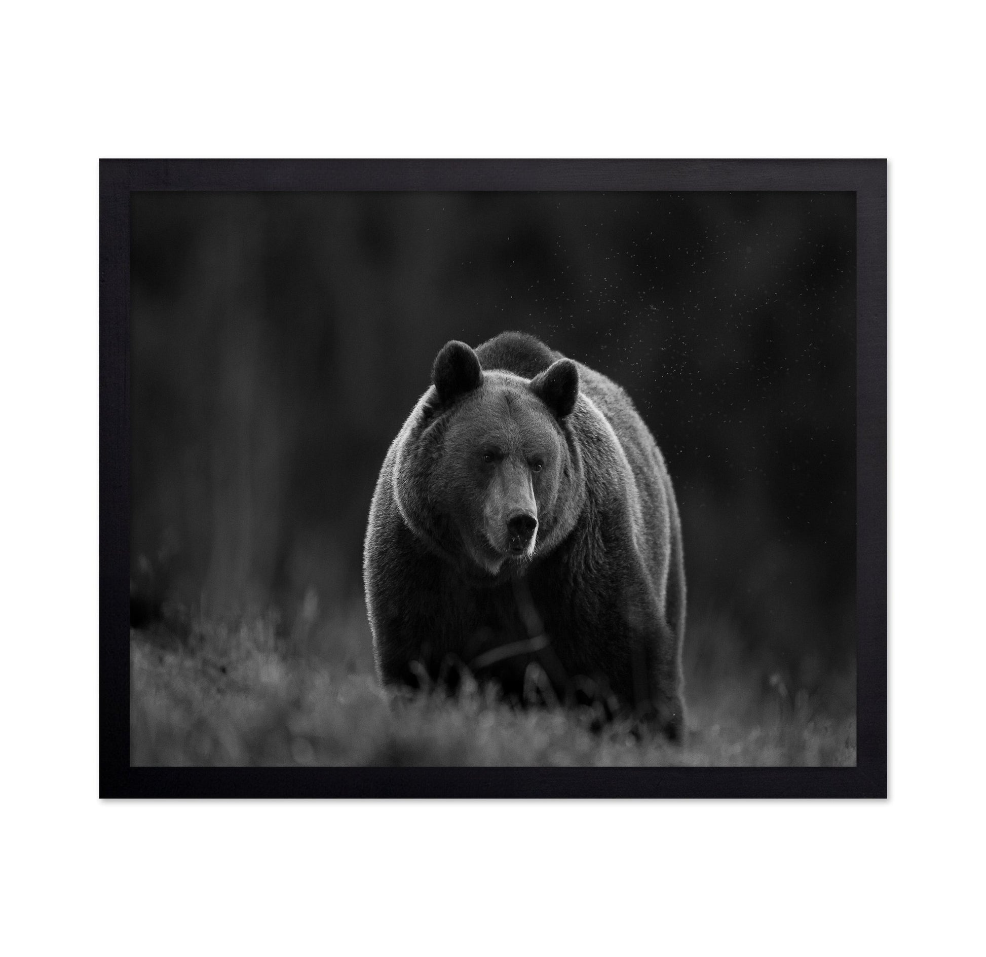 Silent Forest Bear