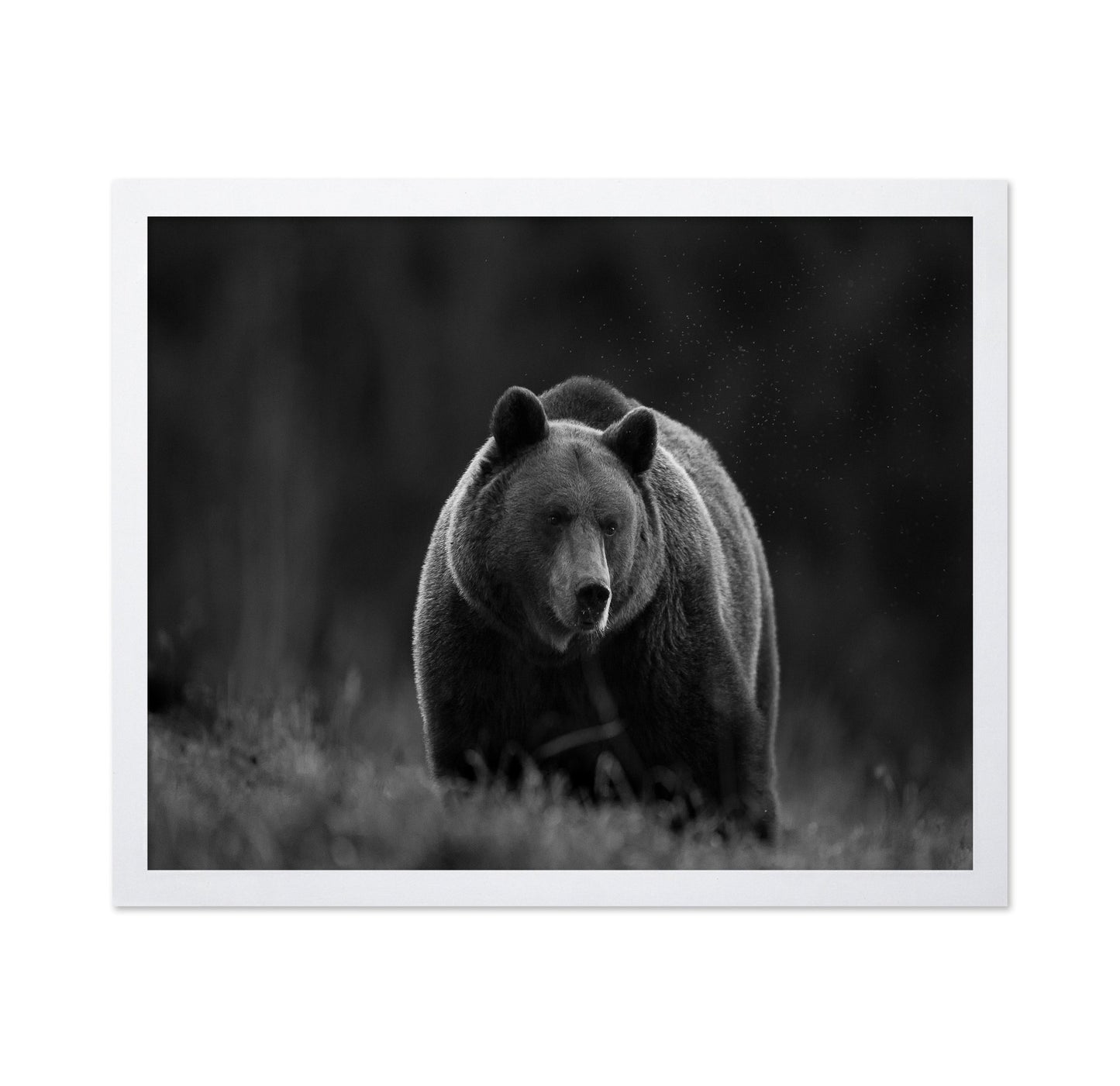 Silent Forest Bear