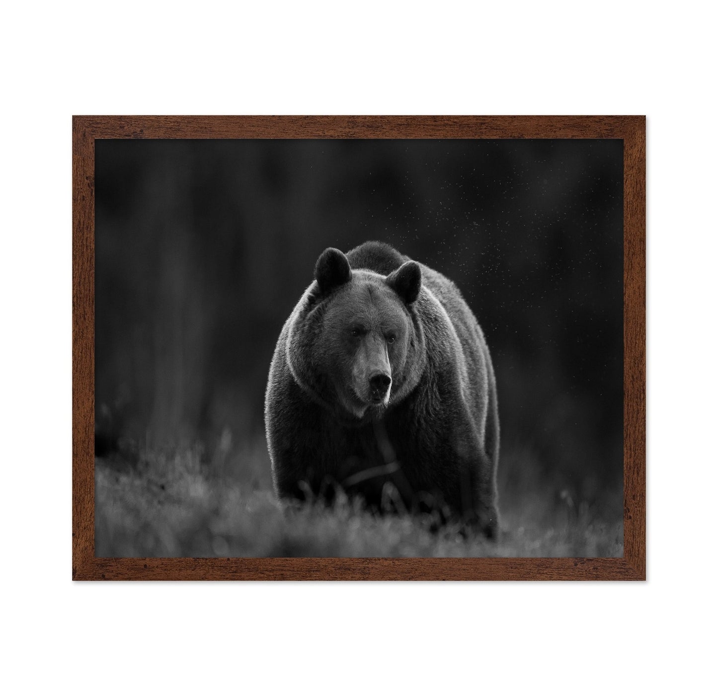 Silent Forest Bear