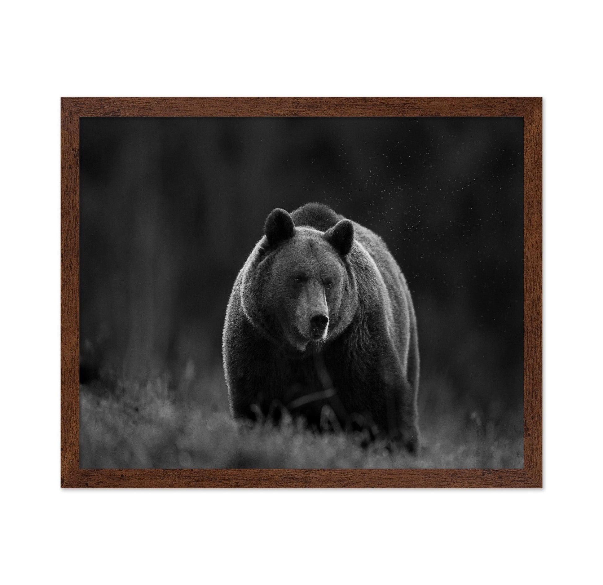 Silent Forest Bear