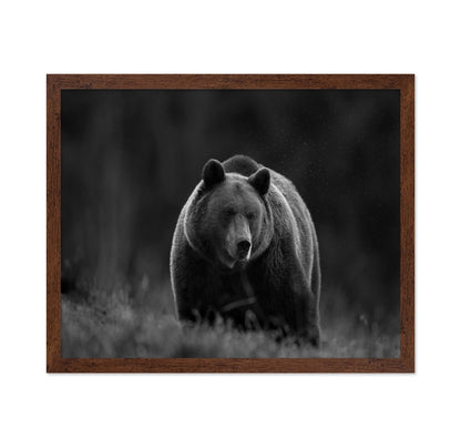 Silent Forest Bear