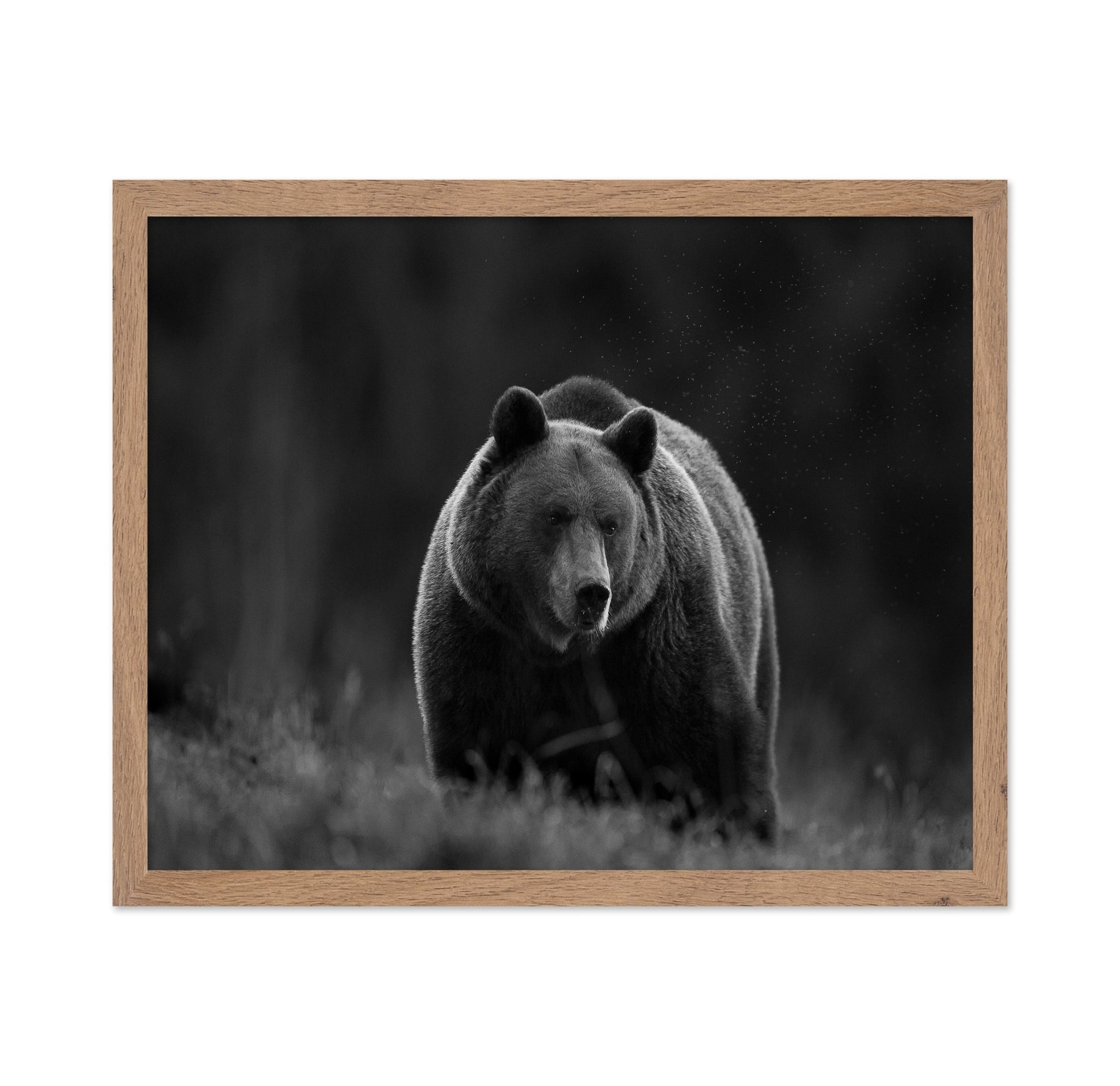 Silent Forest Bear