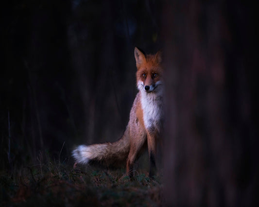 Forest Fox