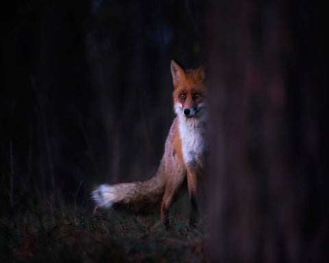 Forest Fox