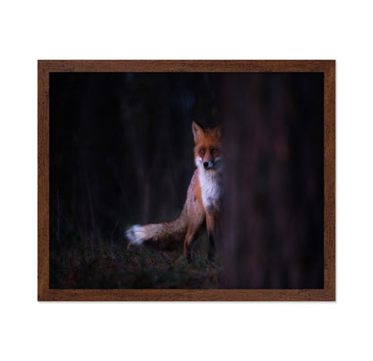 Forest Fox