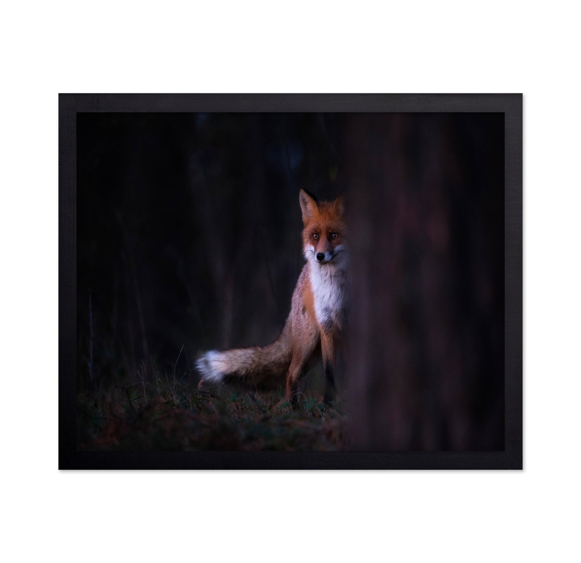 Forest Fox