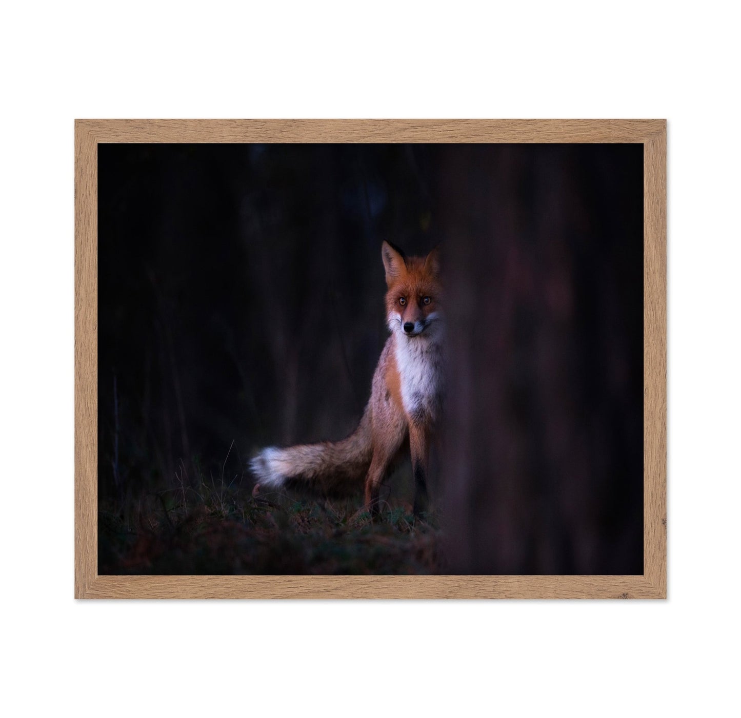 Forest Fox