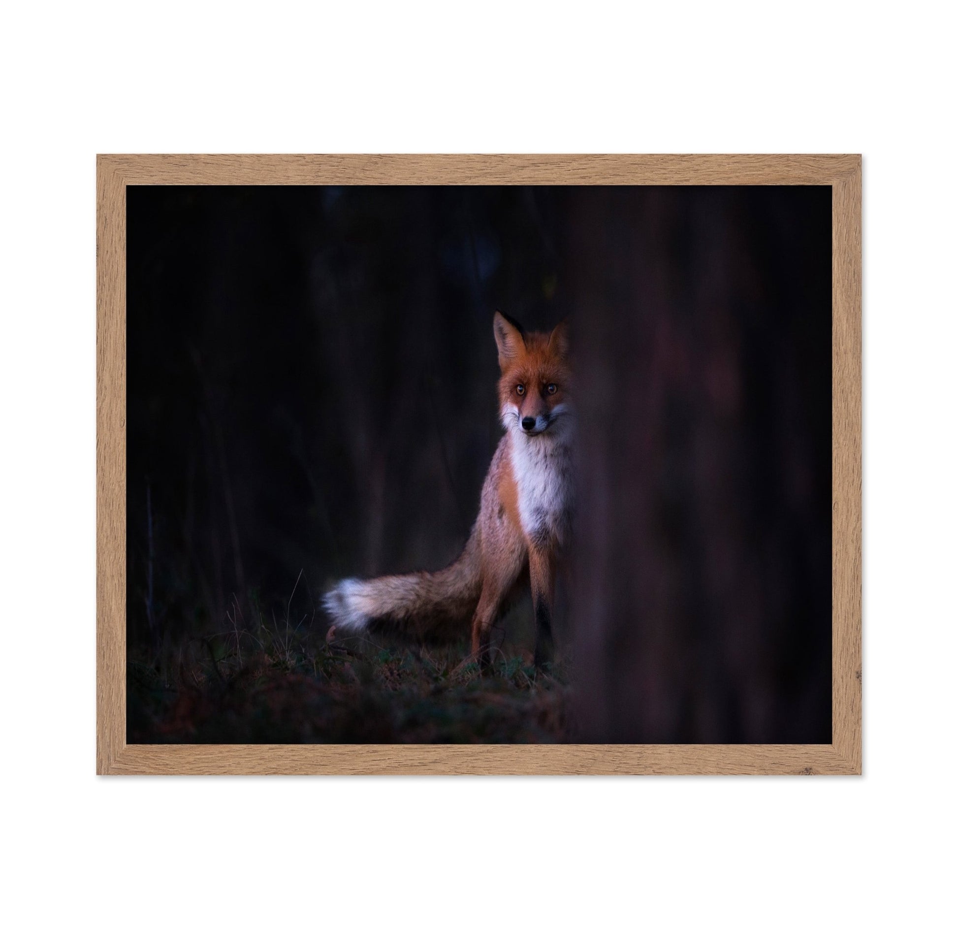 Forest Fox