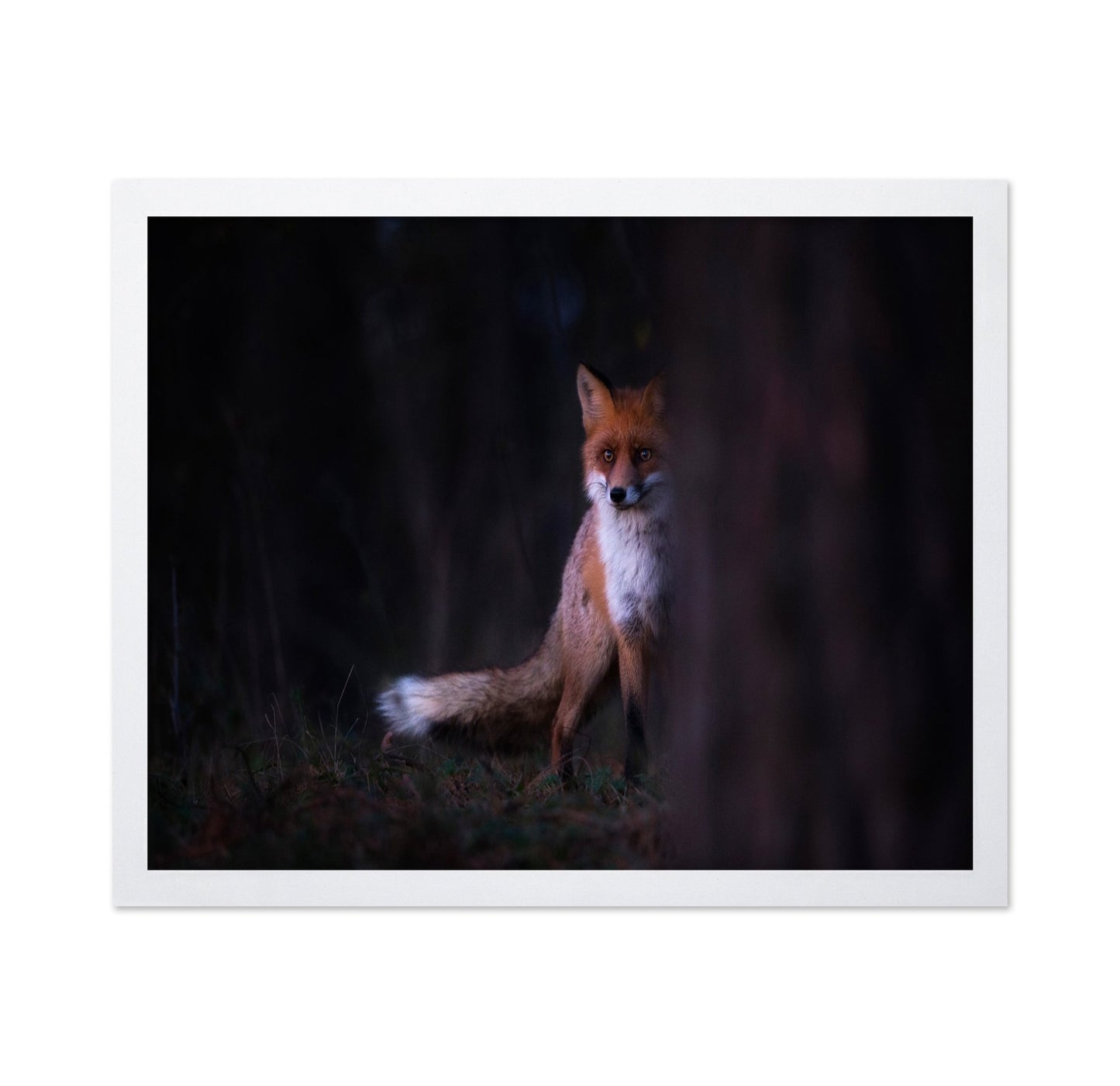 Forest Fox