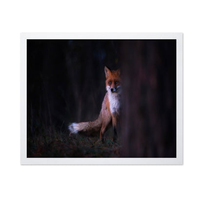 Forest Fox