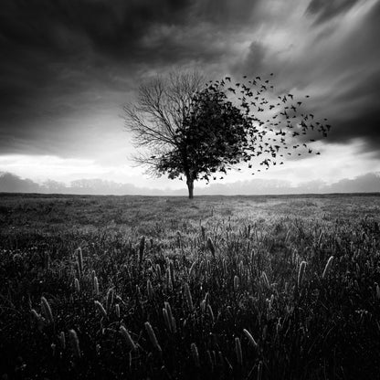 Tree Of Flying Shadows