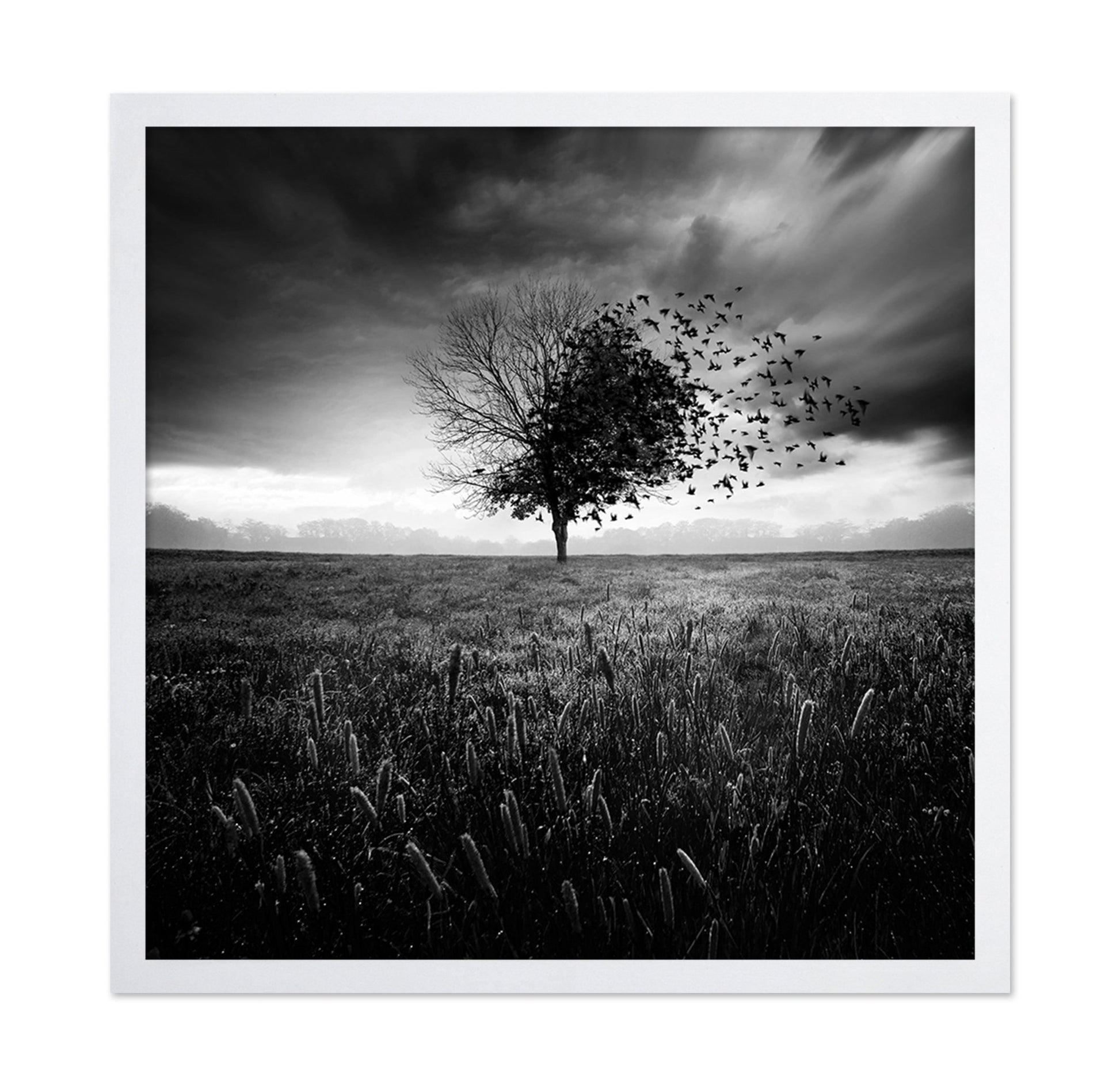 Tree Of Flying Shadows