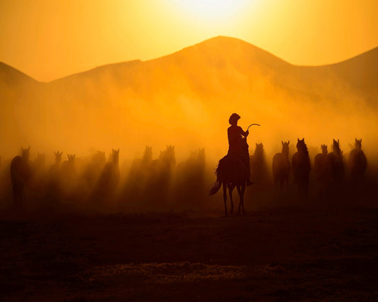 Cowboy Herd Sunset No2