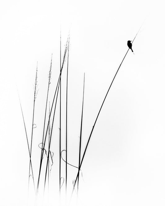 Lone Bird Perch