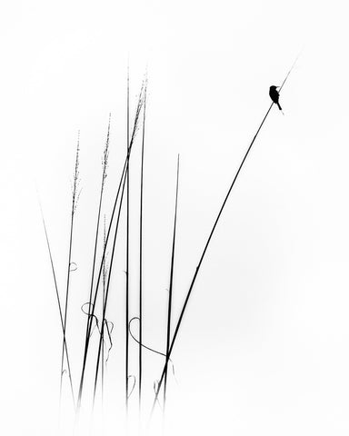 Lone Bird Perch