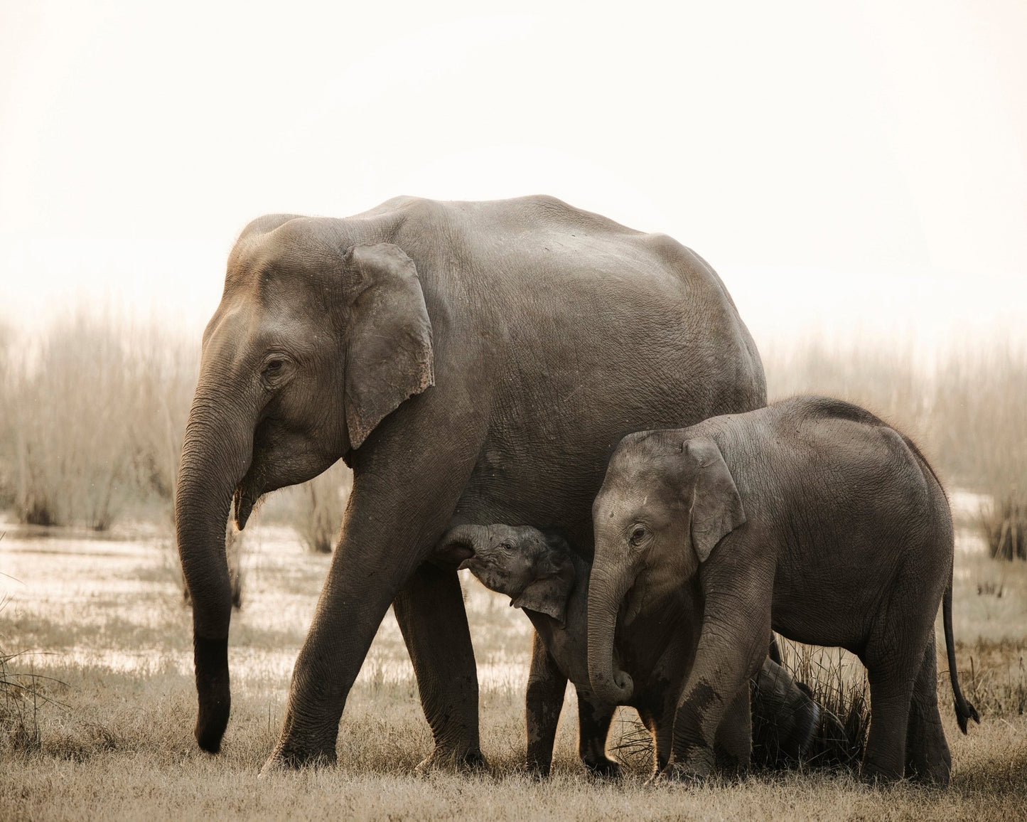 Elephant Family Bond