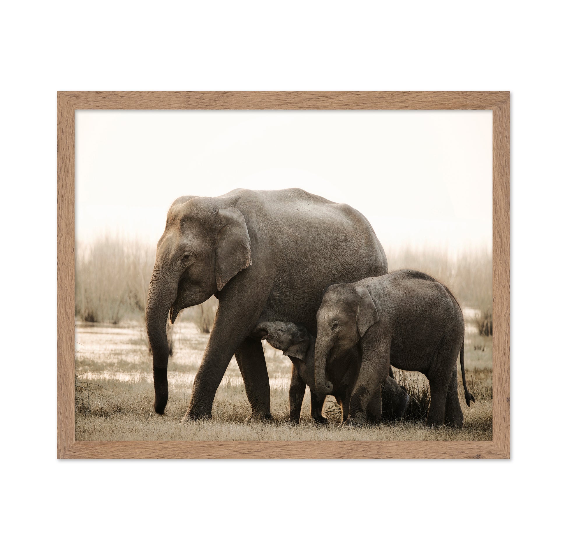 Elephant Family Bond