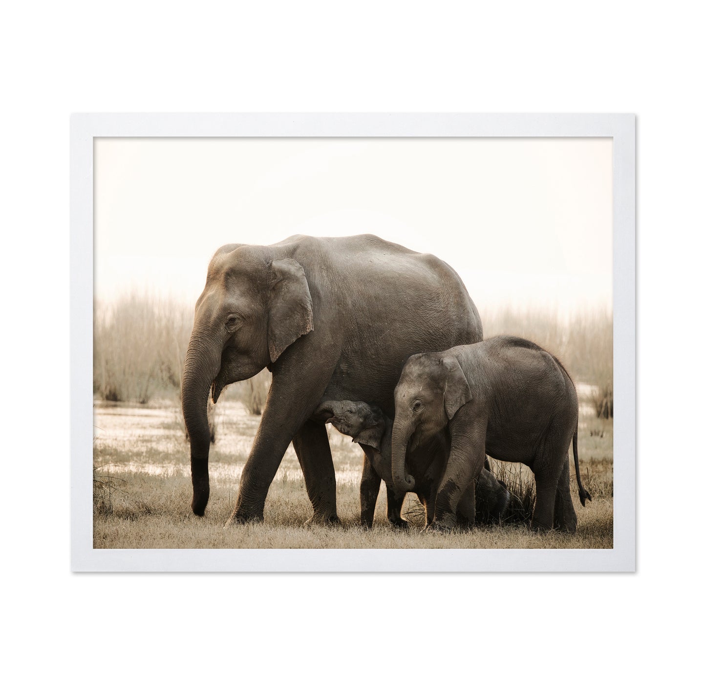 Elephant Family Bond