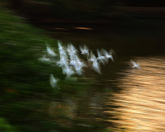 Bird Flight Blur