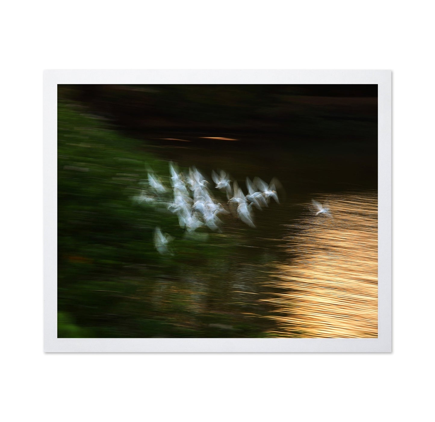 Bird Flight Blur