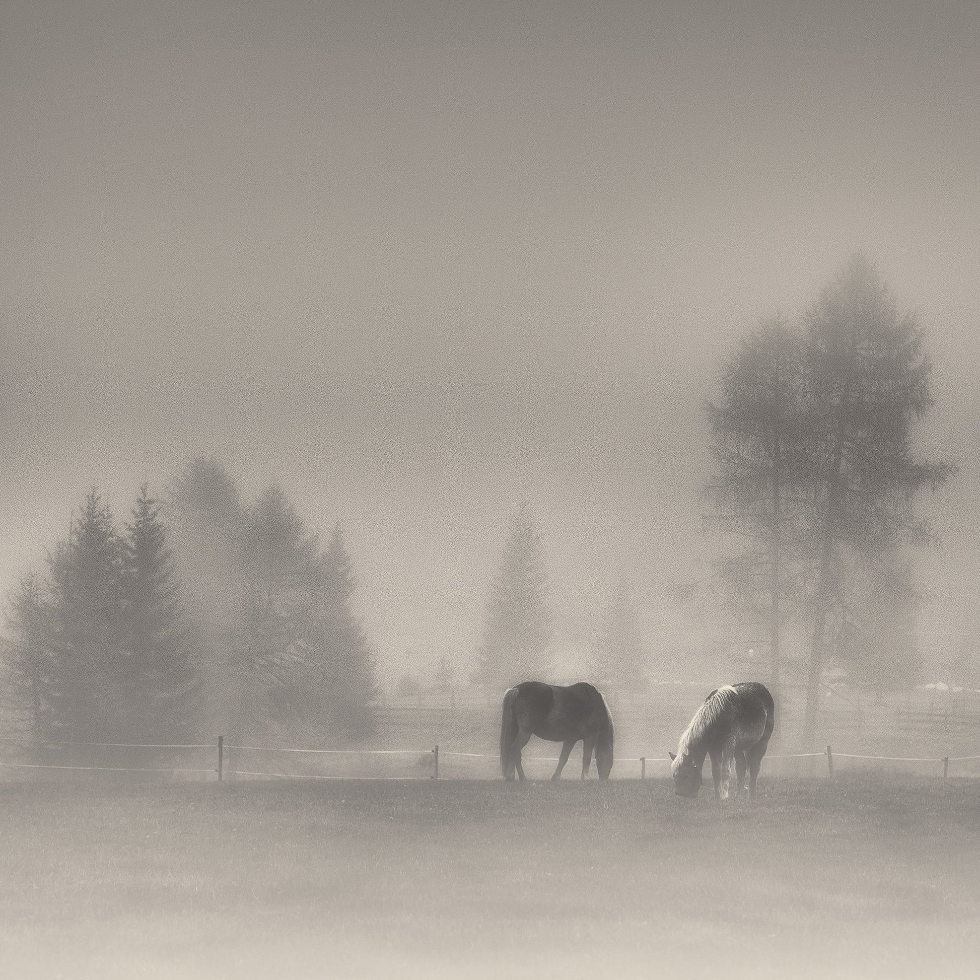 Misty Horses Meadow