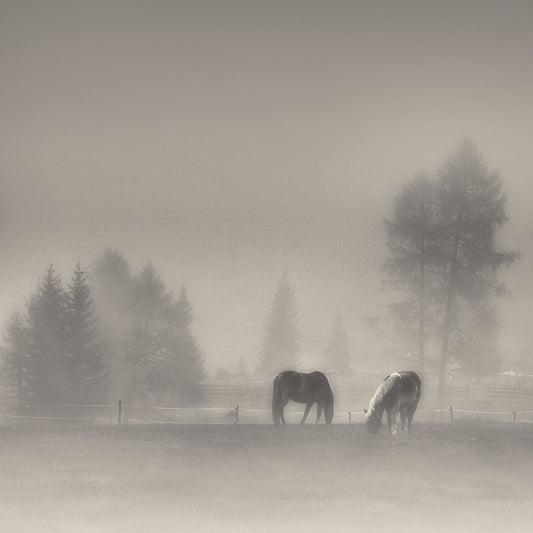Misty Horses Meadow