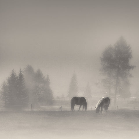 Misty Horses Meadow