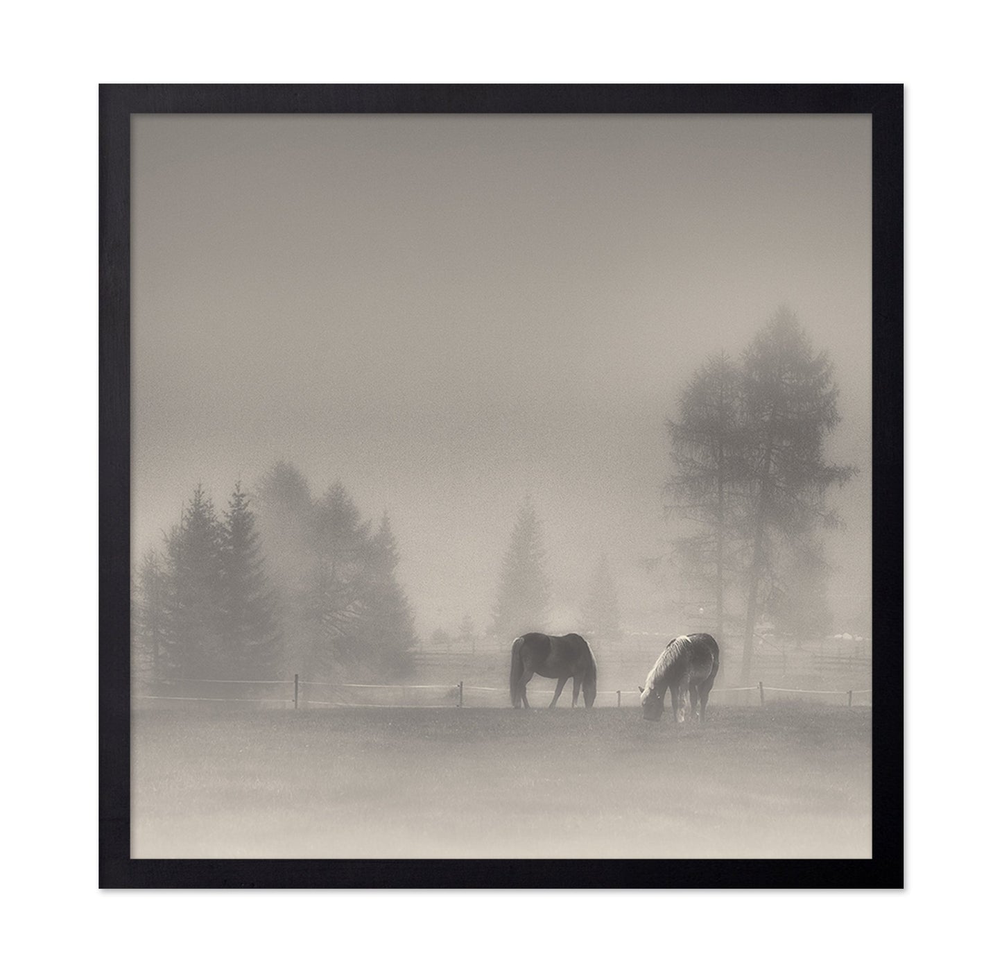 Misty Horses Meadow