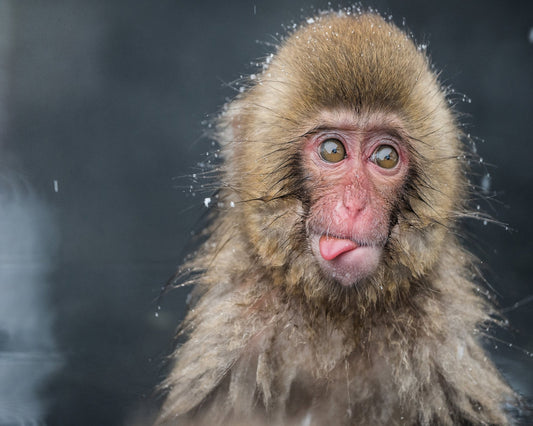 Playful Monkey Face