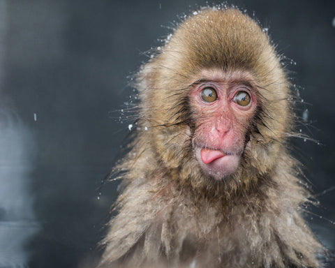 Playful Monkey Face