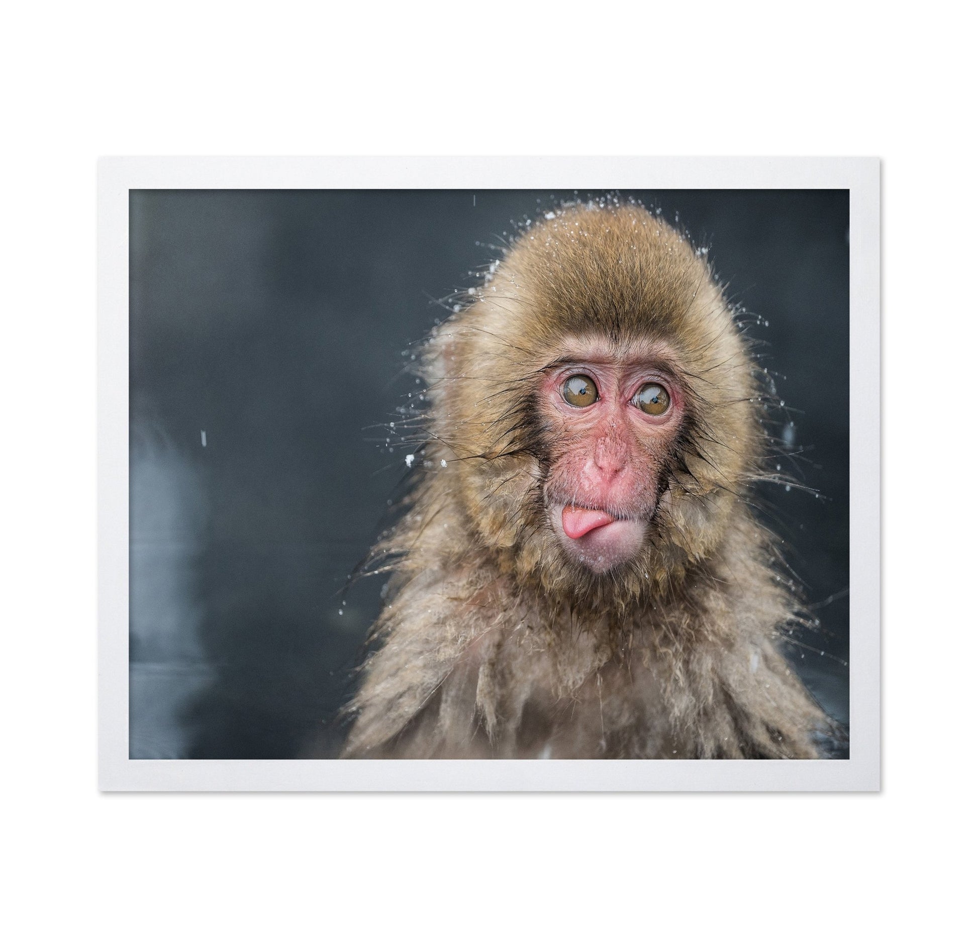 Playful Monkey Face