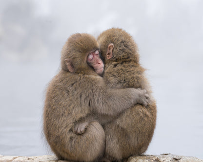 Warm Monkey Embrace