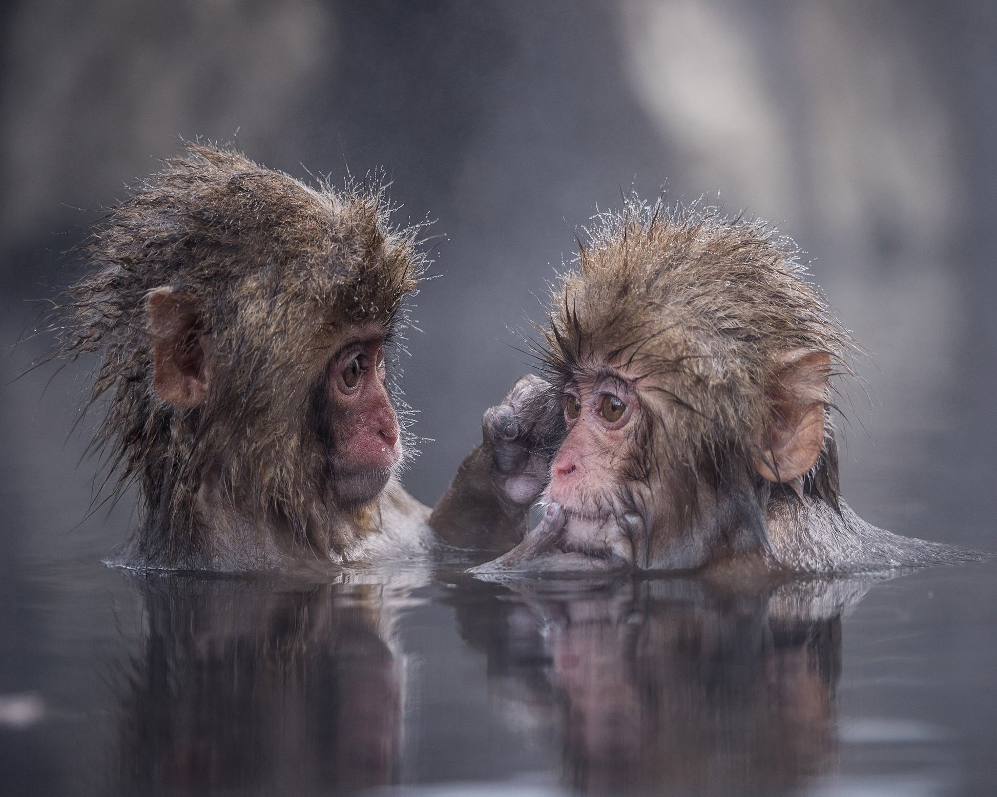 Monkey Bath Moment