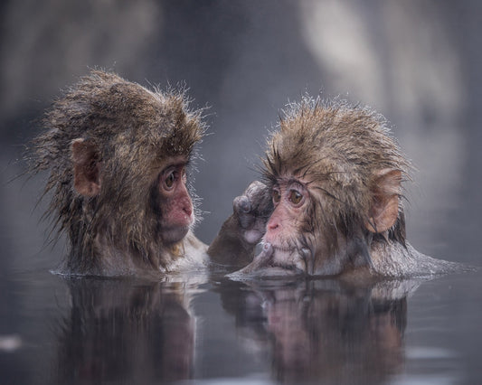 Monkey Bath Moment