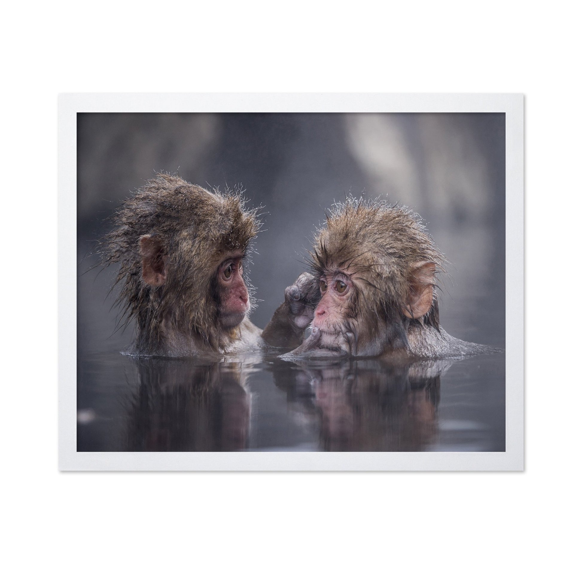 Monkey Bath Moment