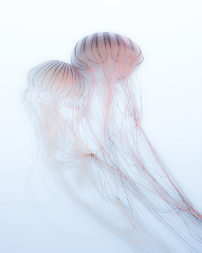 Soft Jelly Drift