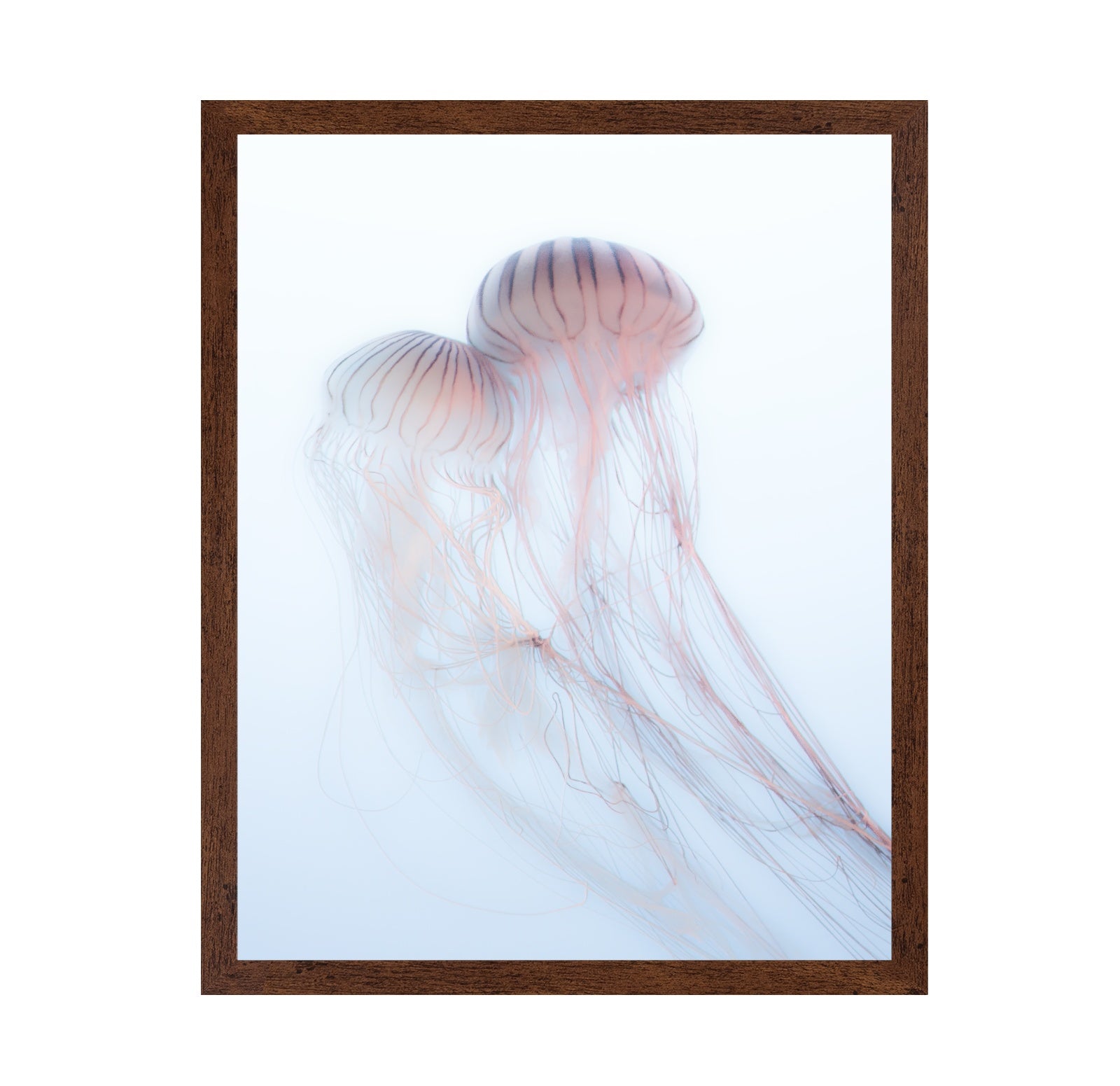 Soft Jelly Drift